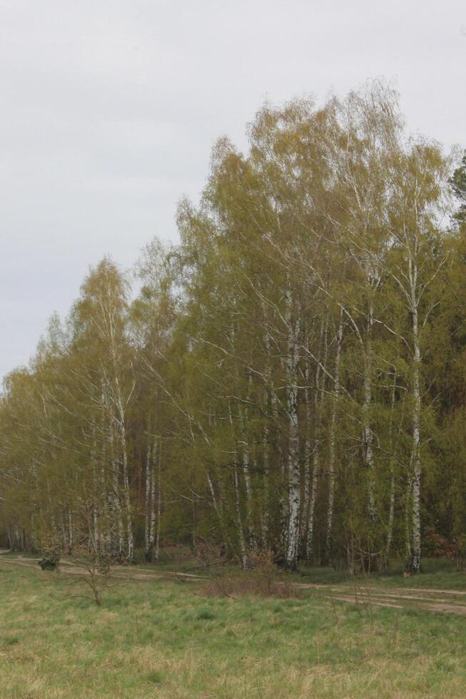 nature background photo