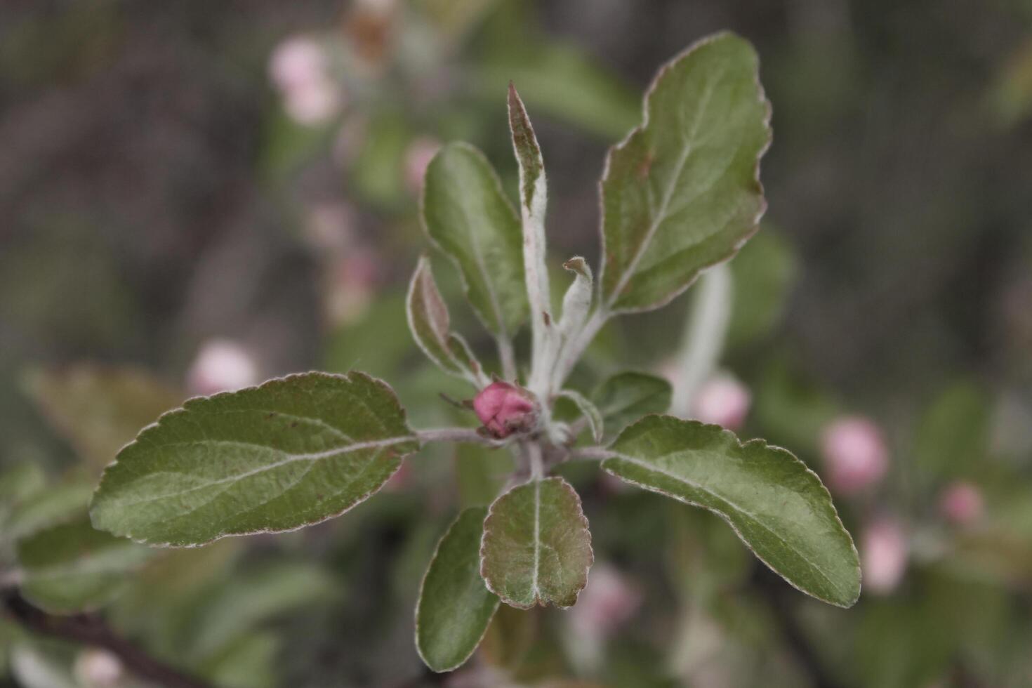 spring plant photo