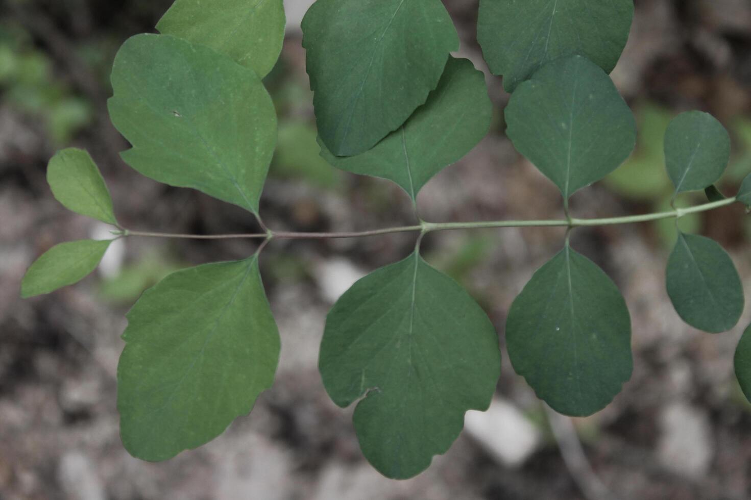 early spring plant photo