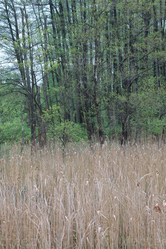 early spring plants photo