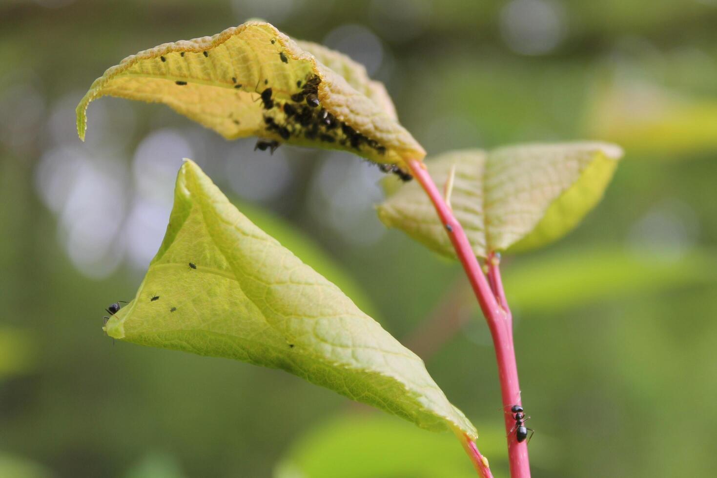 early spring plants photo