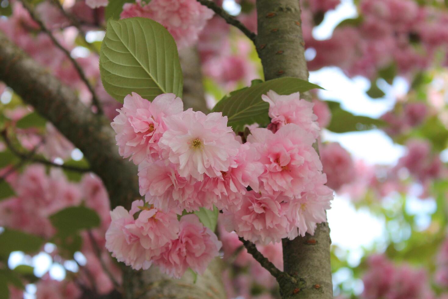 early spring flowers photo