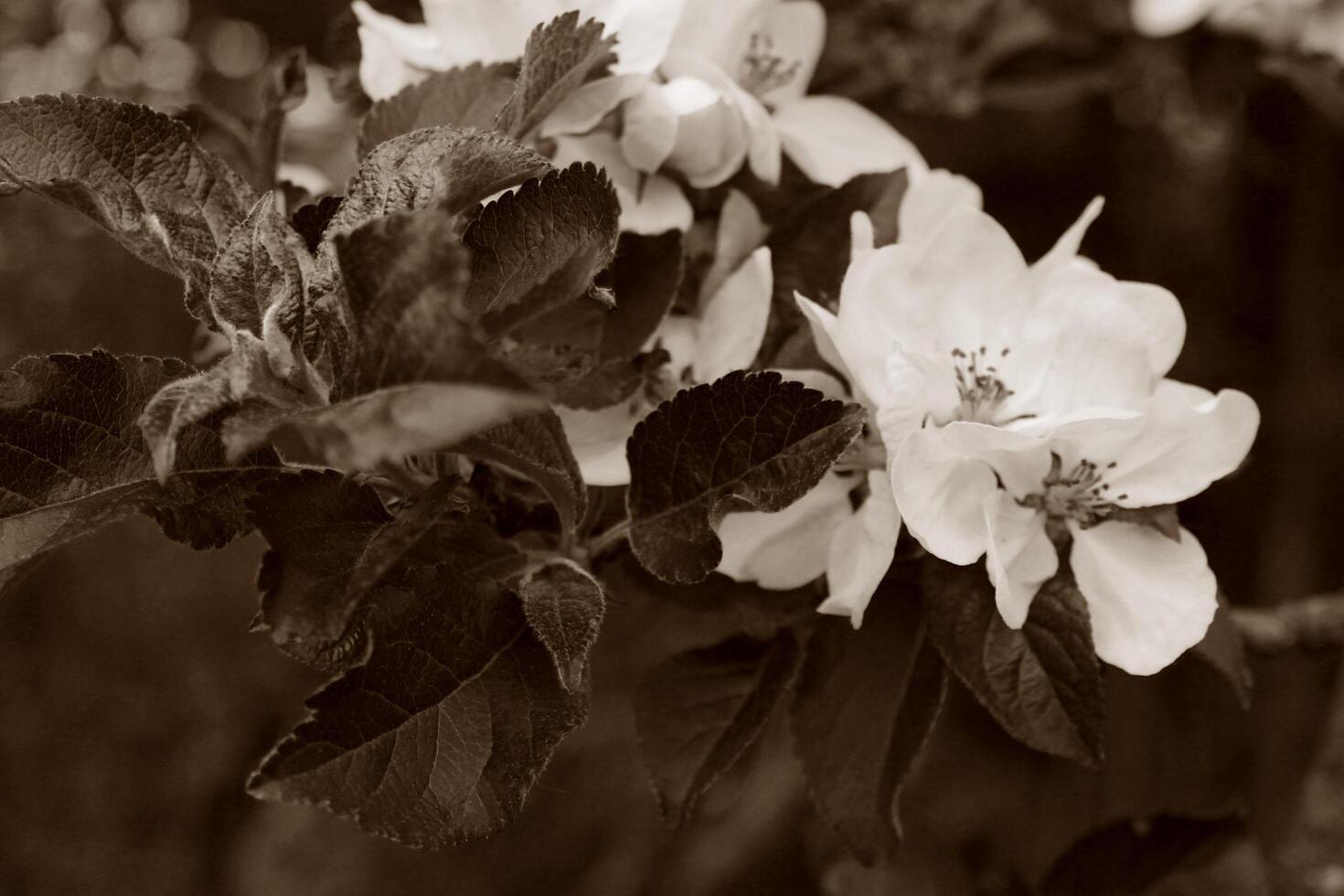 early spring flowers photo