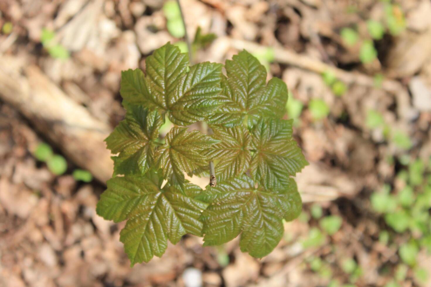 spring plant photo