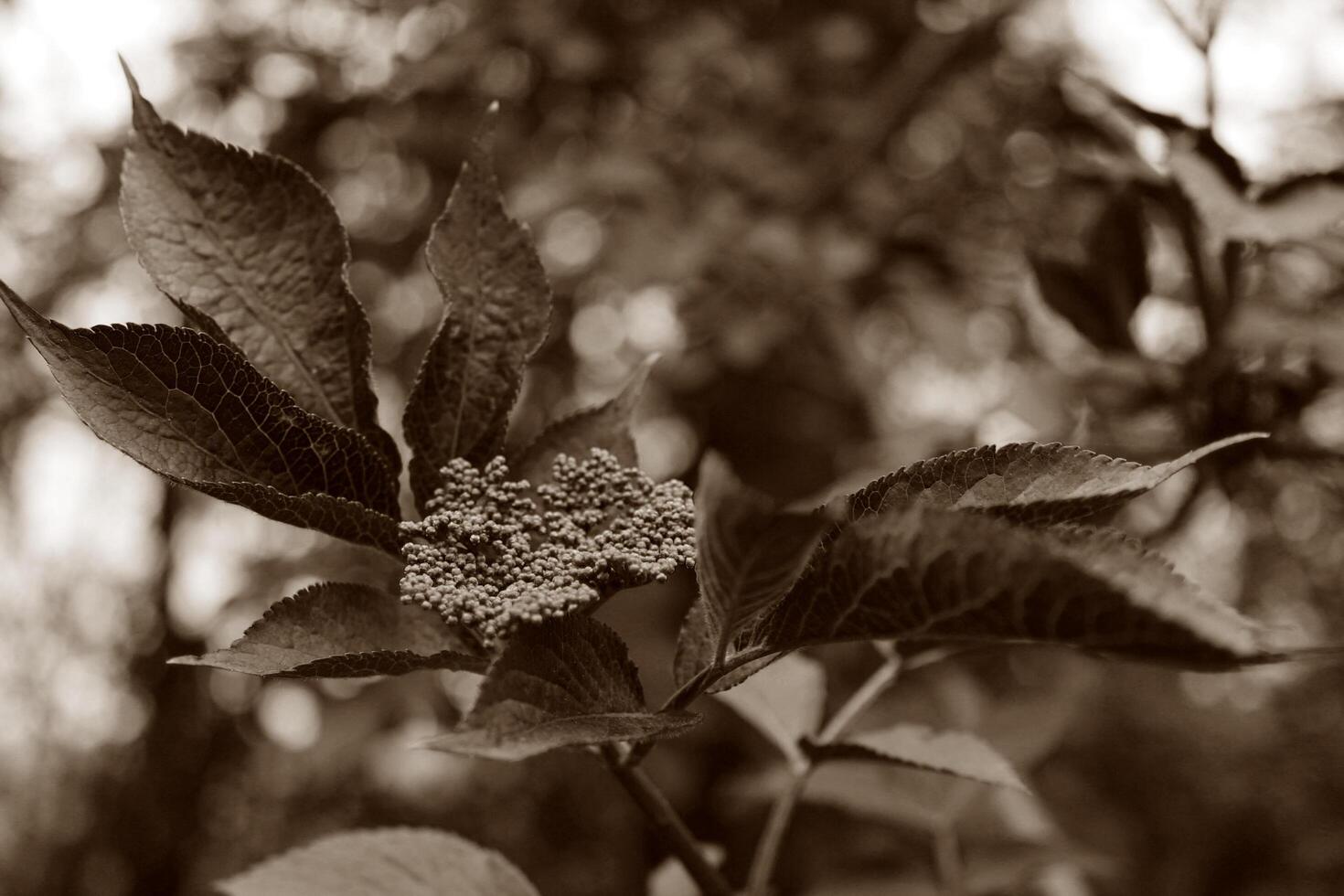 spring plant photo
