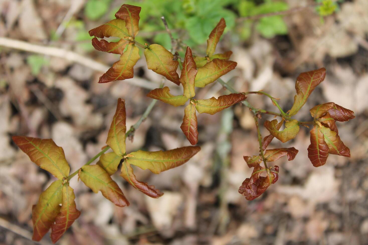 early spring plants photo