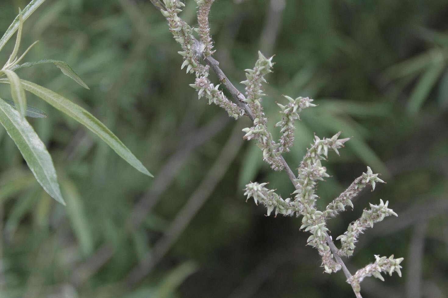 early spring plant photo