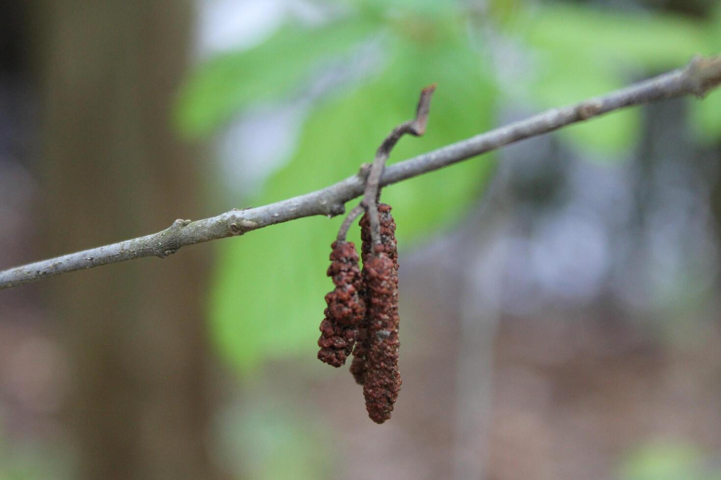 early spring plant photo