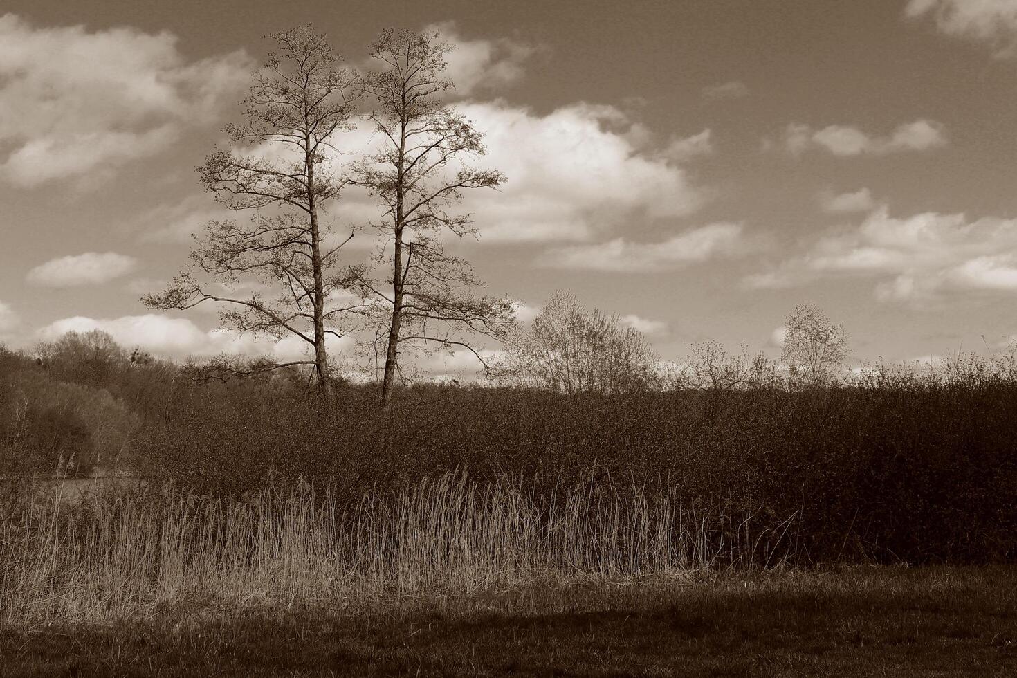 nature background photo
