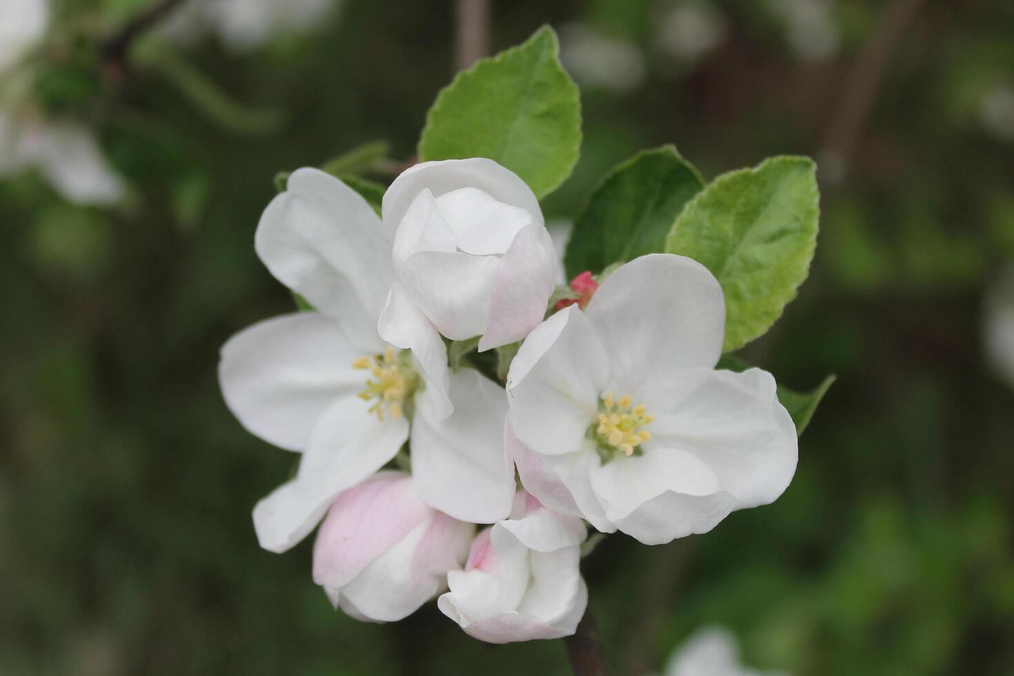 early spring flowers photo