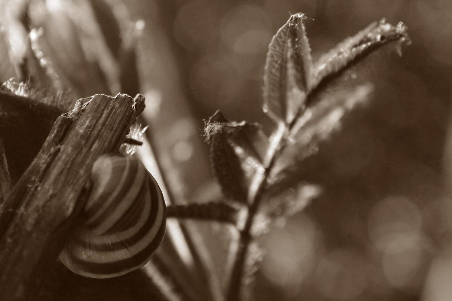 spring plant photo