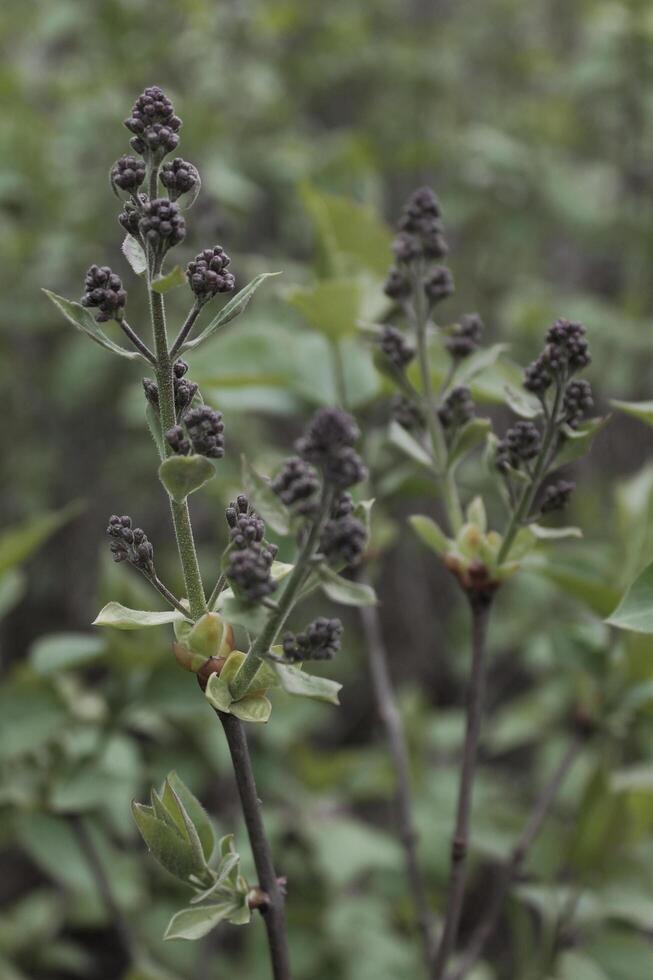 spring plant photo