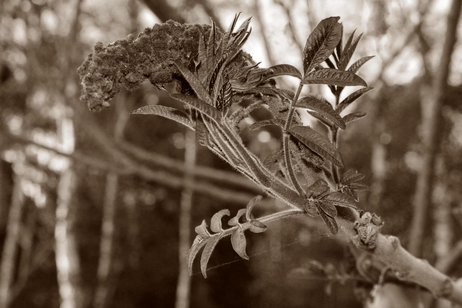 spring plant photo