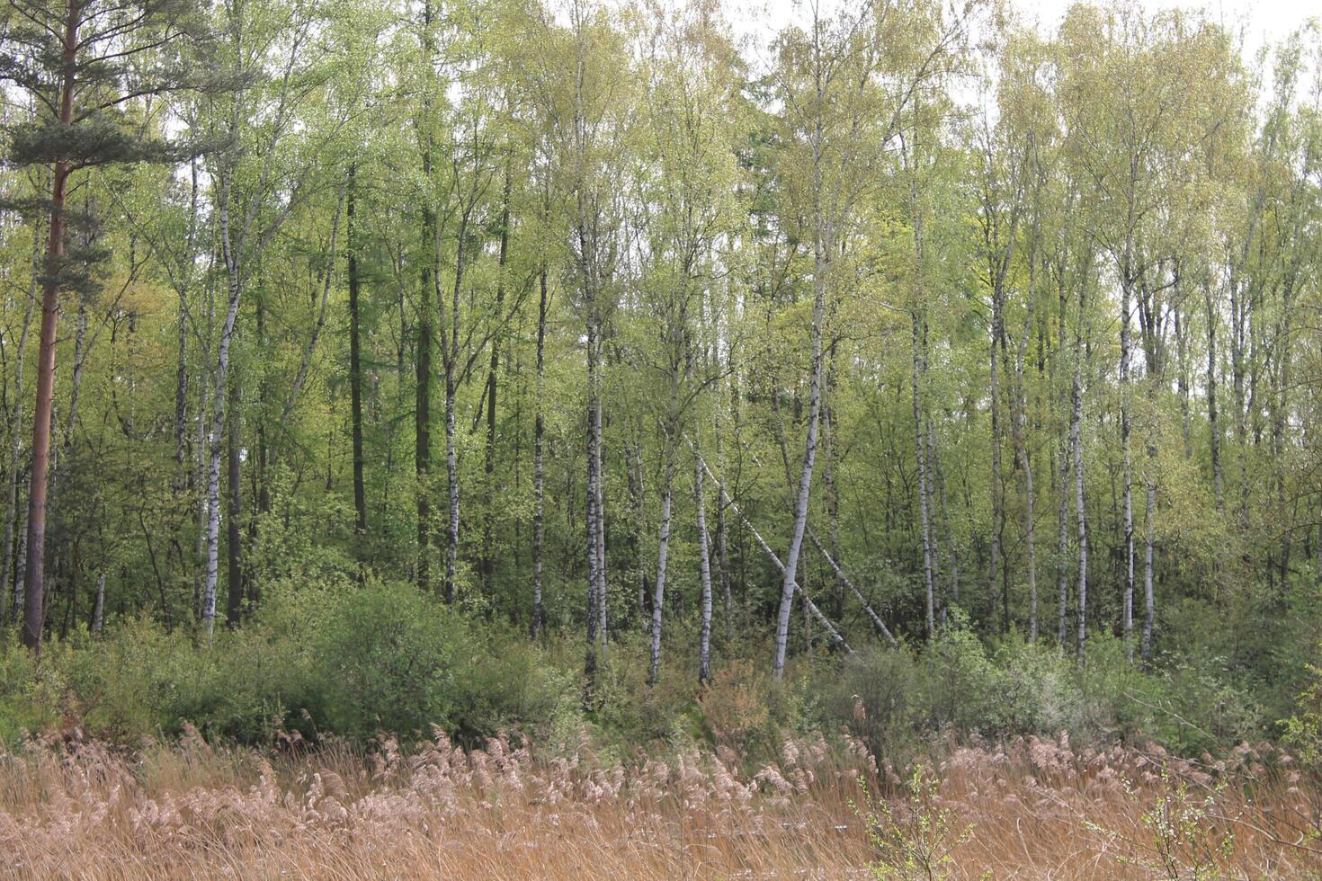early spring field photo