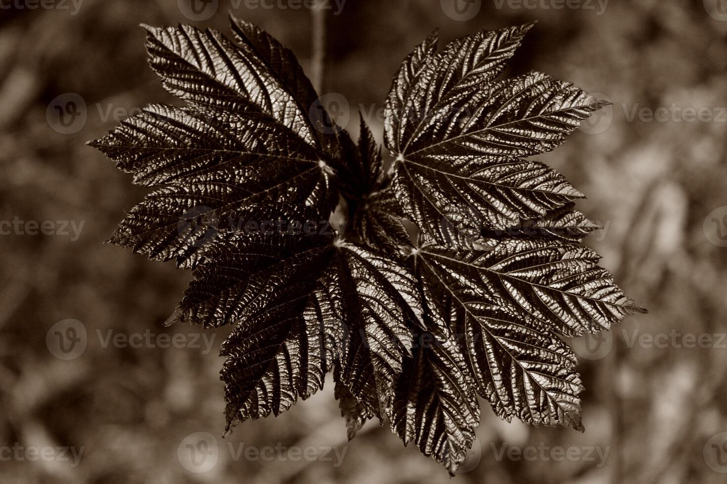 spring leaves photo