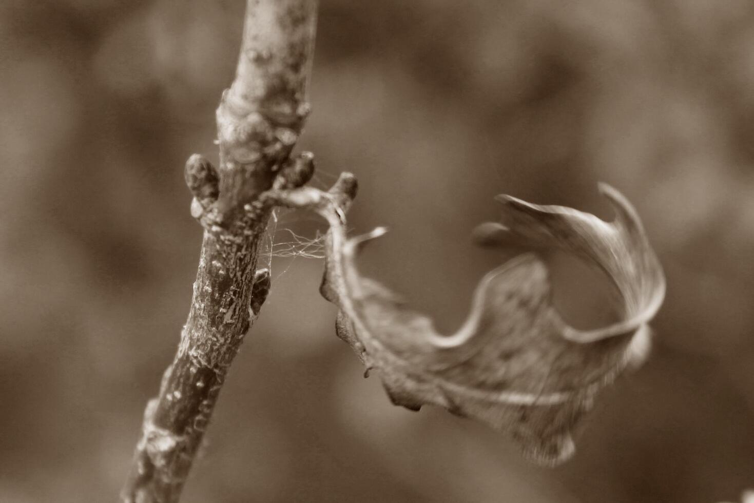 spring plant photo