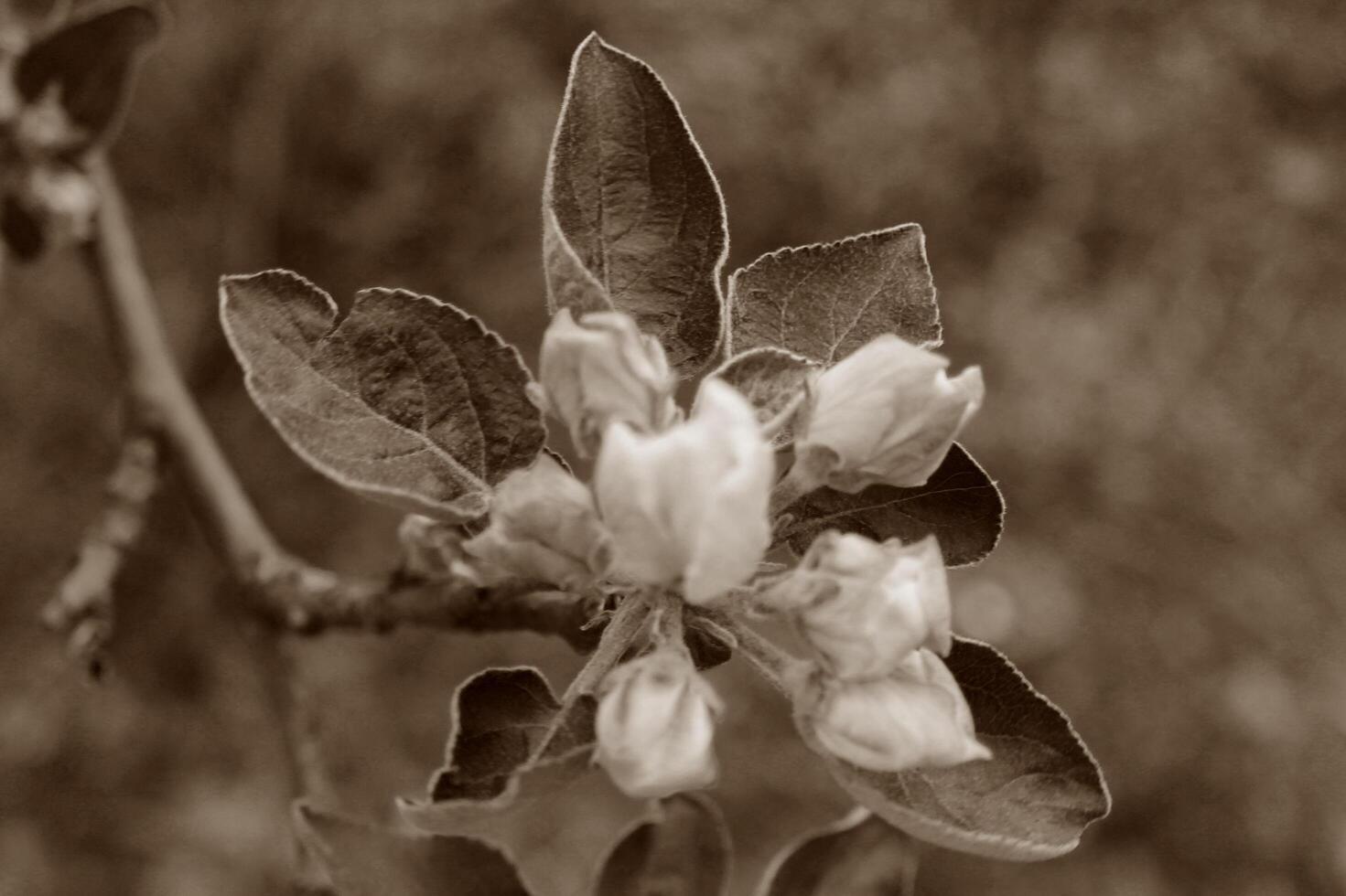 early spring flowers photo