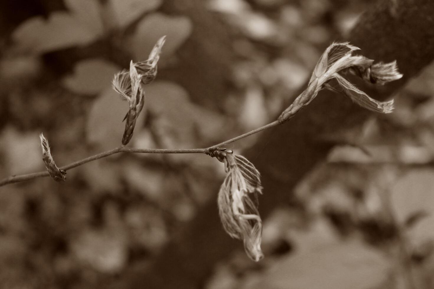 early spring plant photo