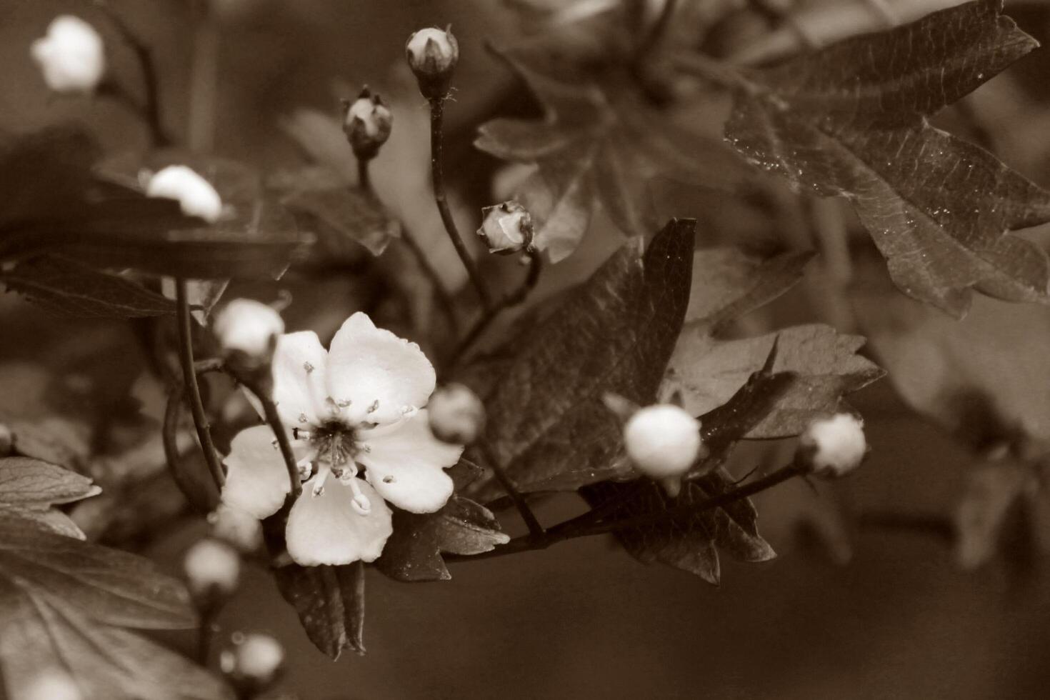 early spring flowers photo