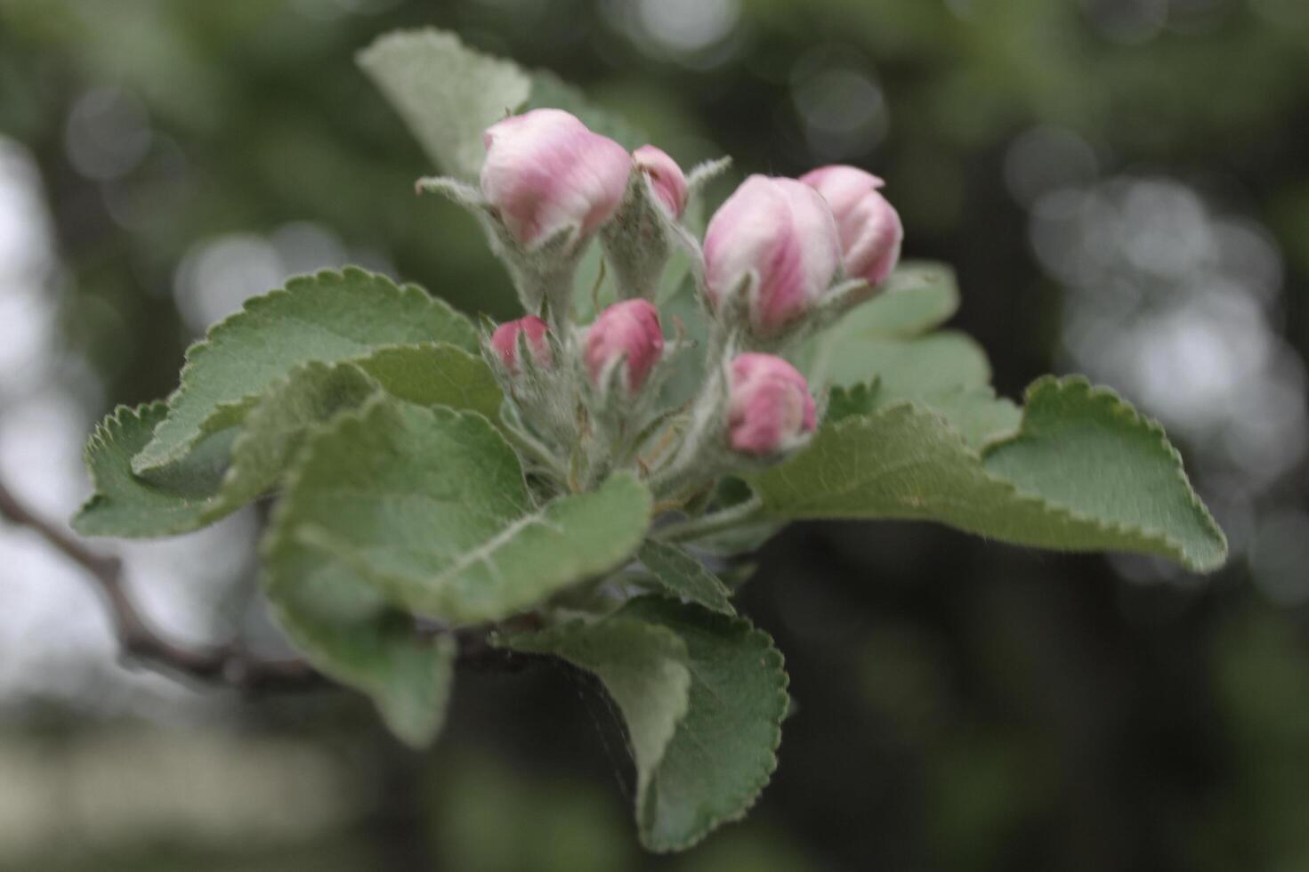 early spring flowers photo