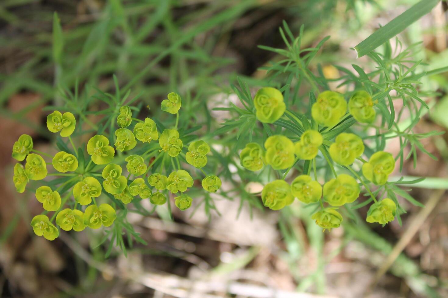 spring plant photo
