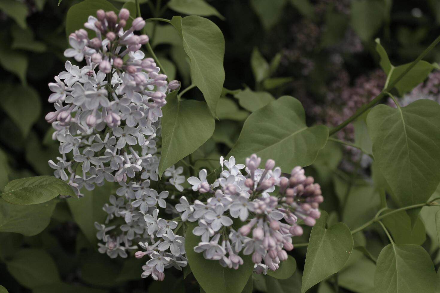 early spring flowers photo
