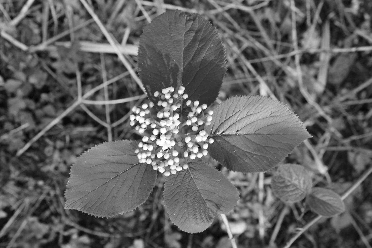 spring plant photo