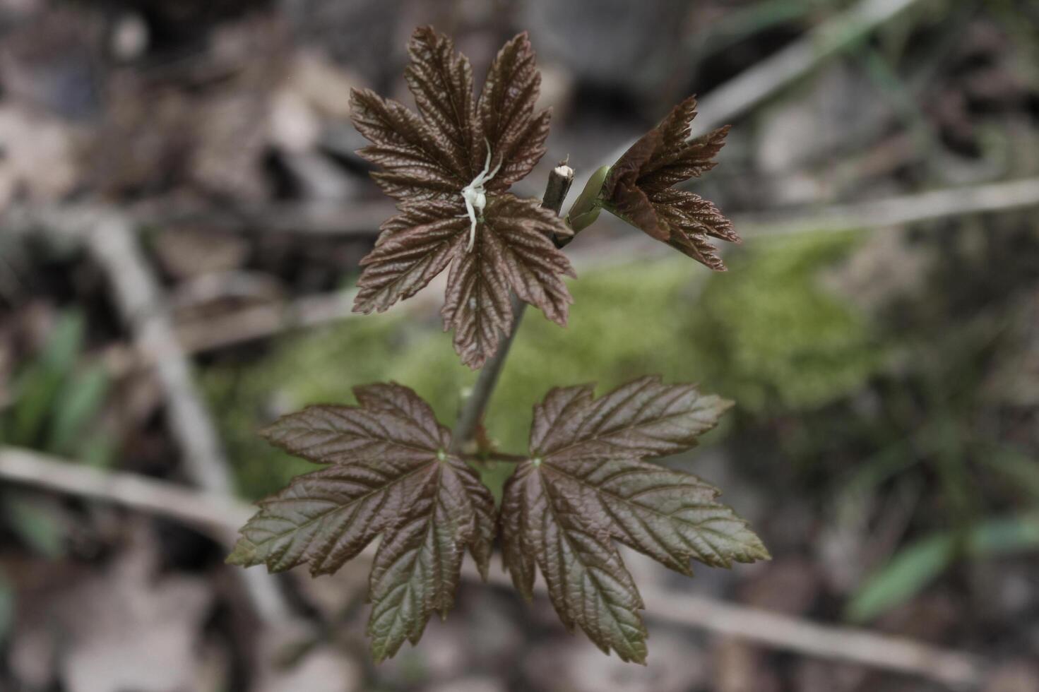 spring plant photo