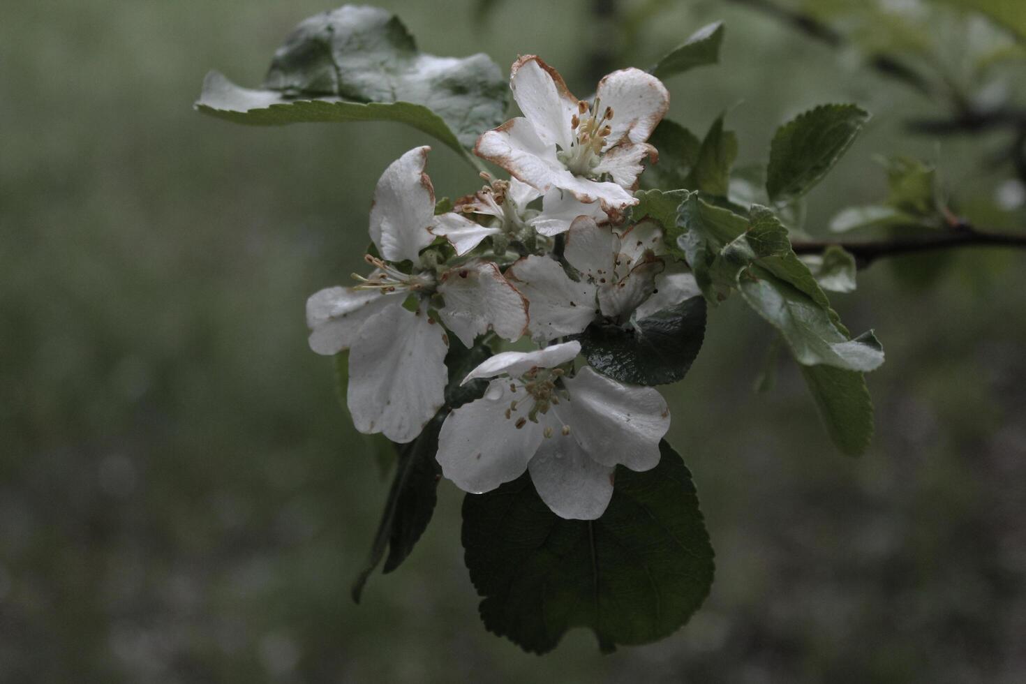 early spring flowers photo