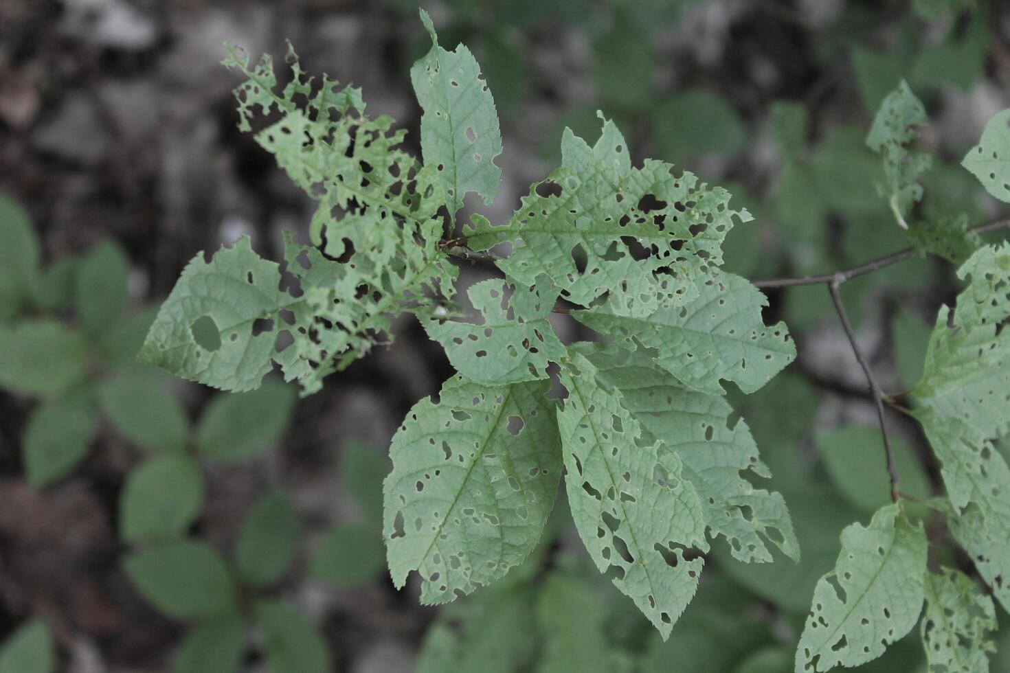 early spring plant photo