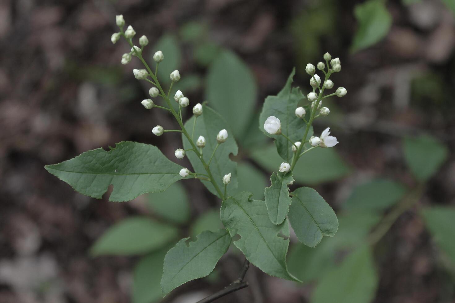 early spring flowers photo