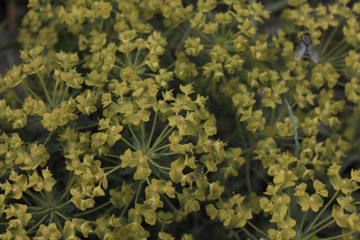 spring plant photo