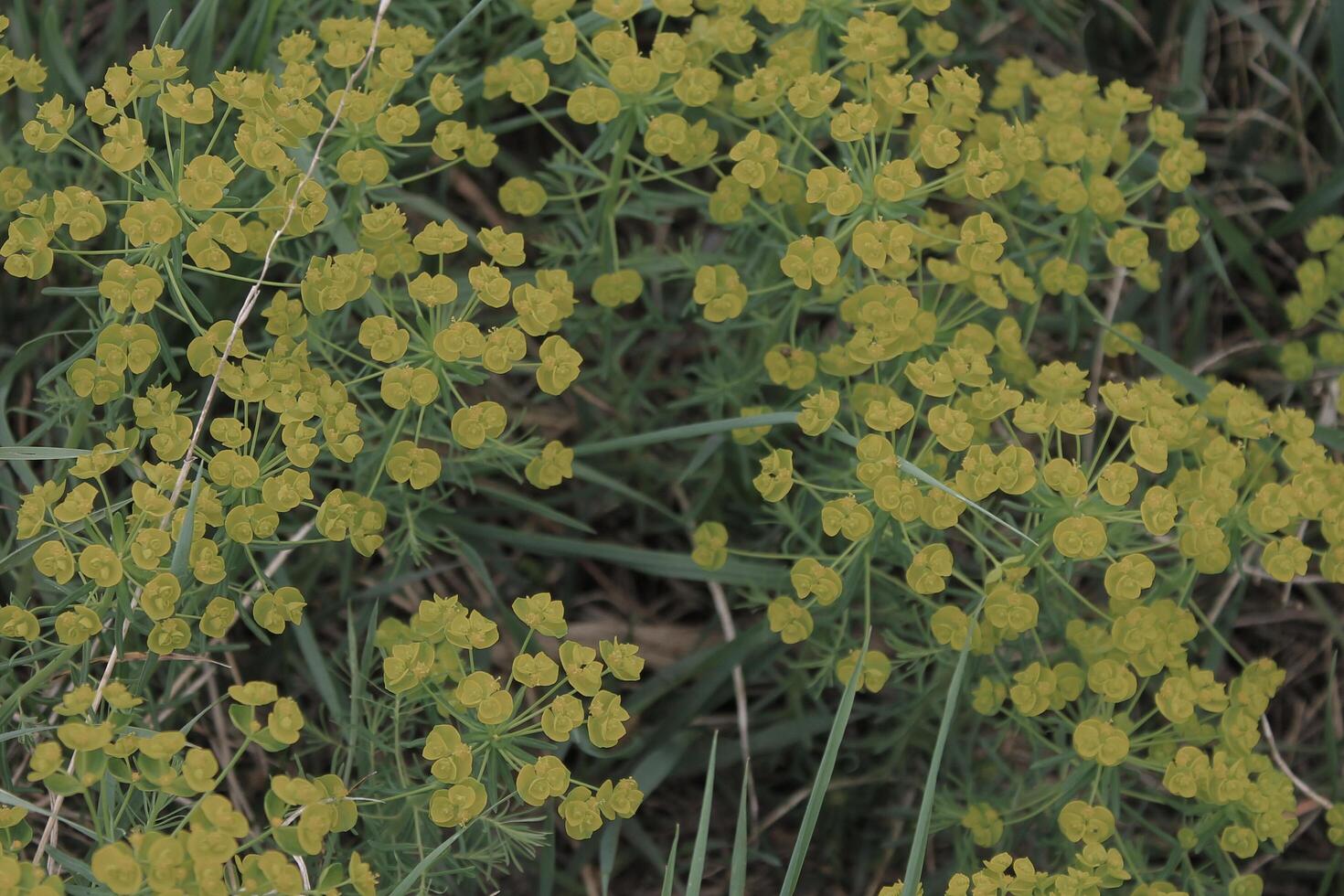 early spring flowers photo
