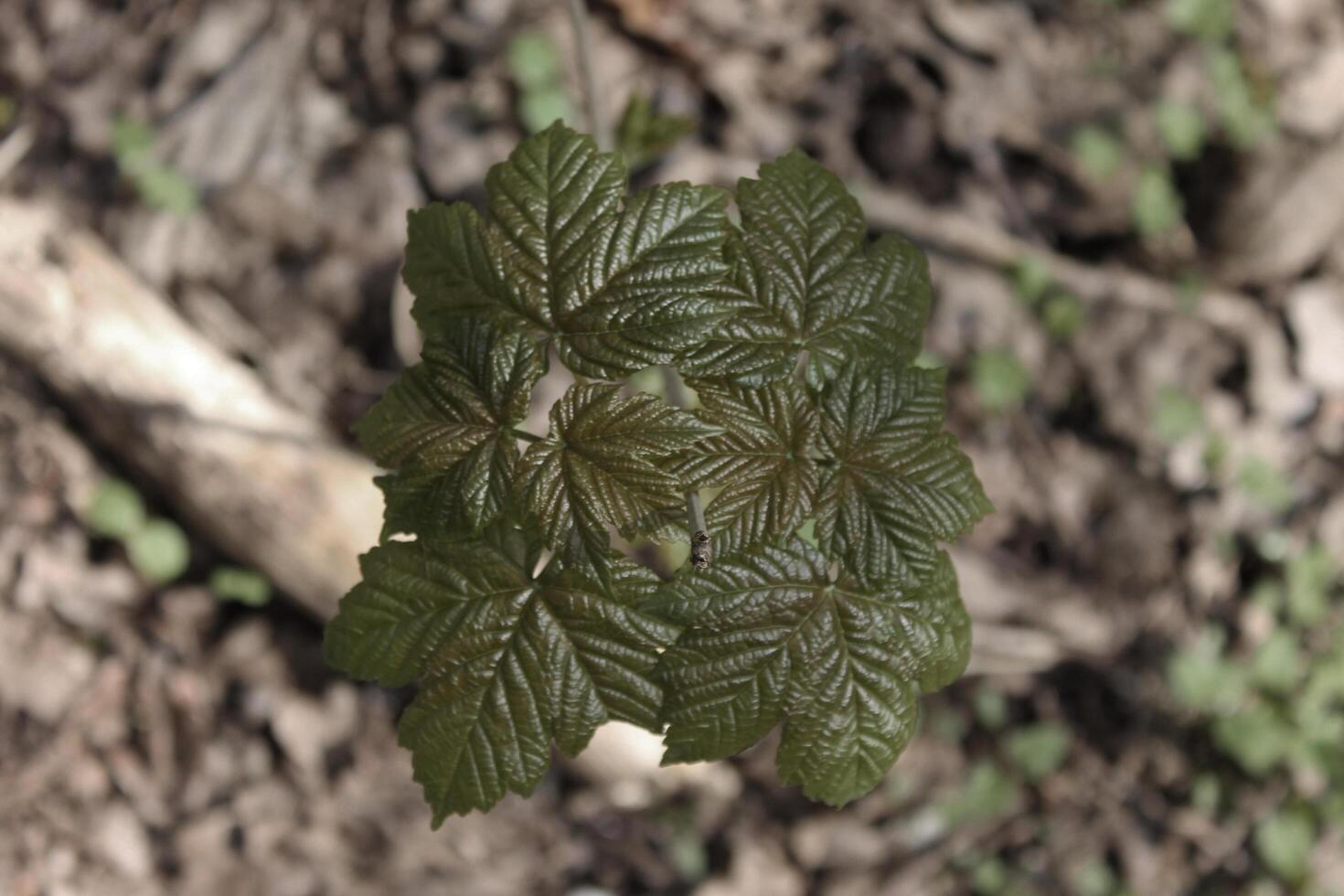 spring plant photo