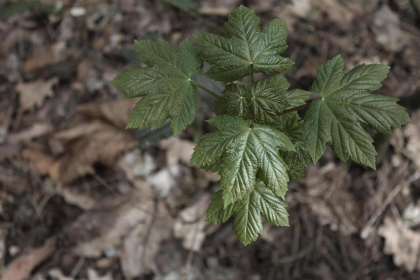 spring plant photo
