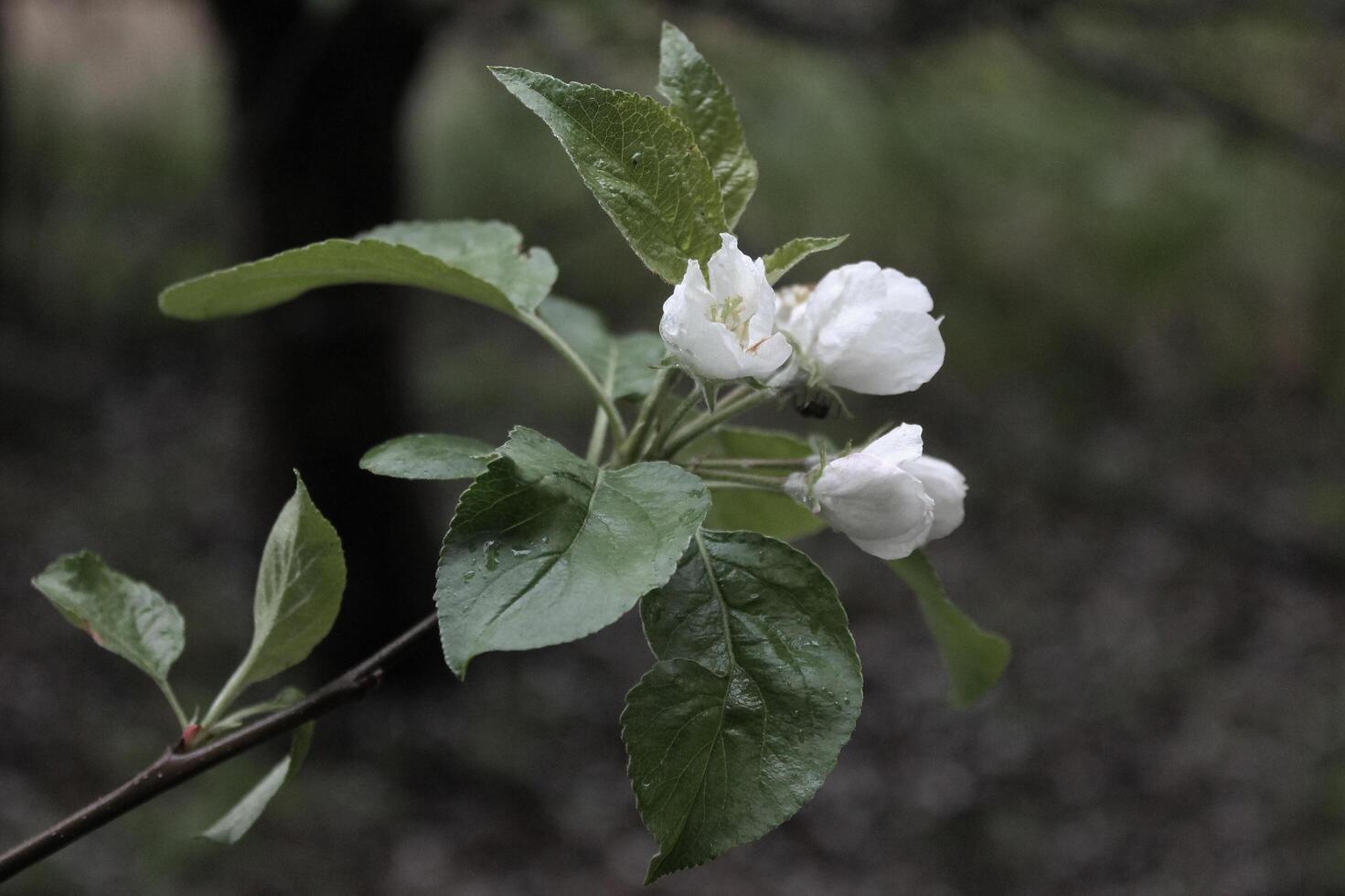 early spring flowers photo
