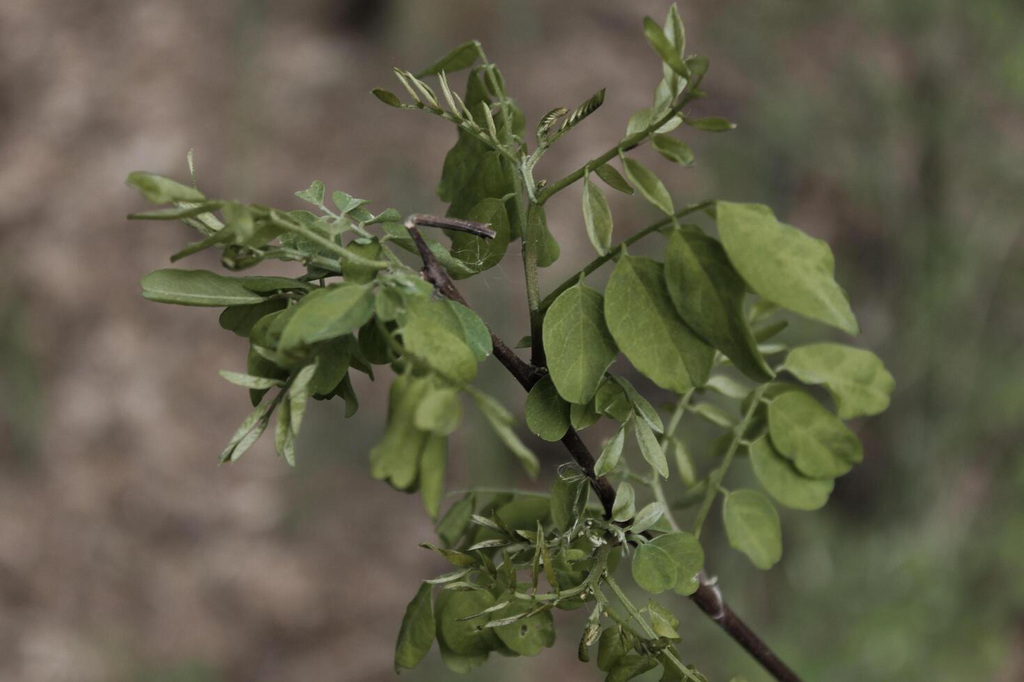 early spring plants photo