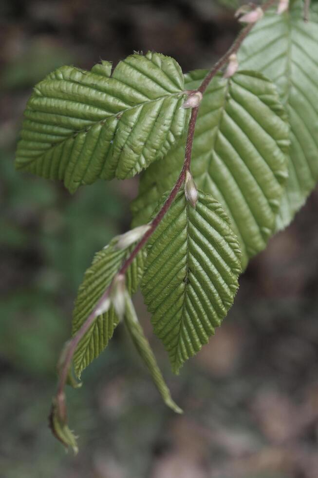 early spring plant photo