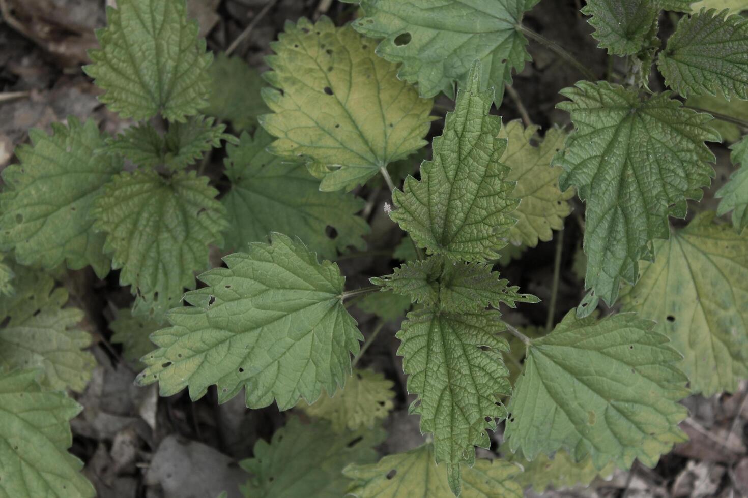early spring plant photo