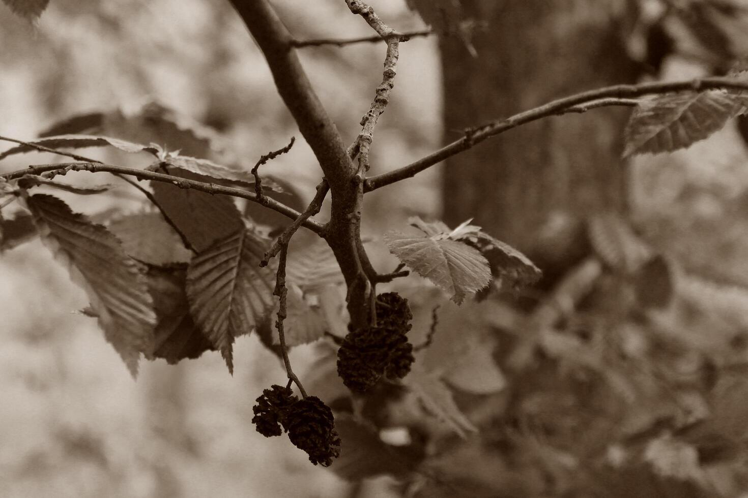 early spring plant photo