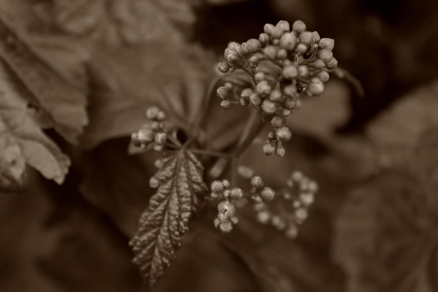 spring plant photo