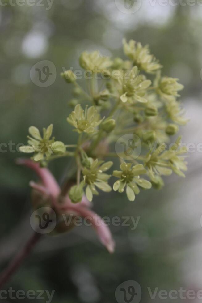 early spring flower photo