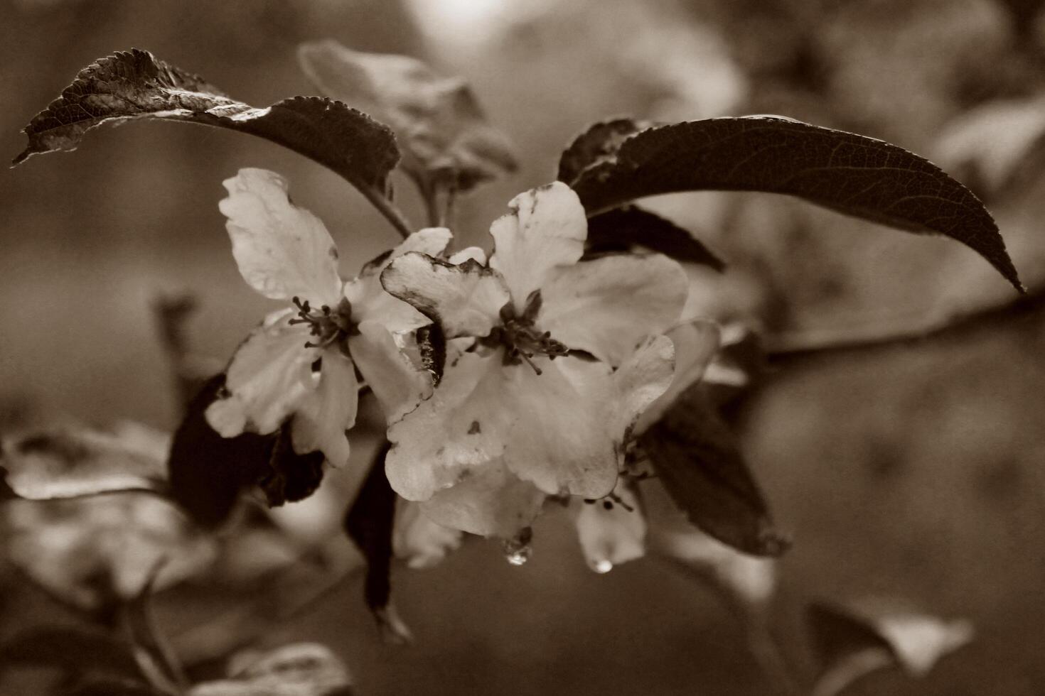 early spring flowers photo