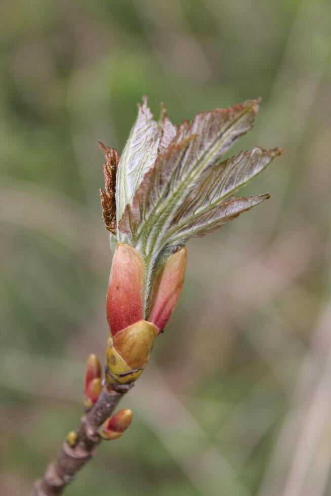 early spring plants photo
