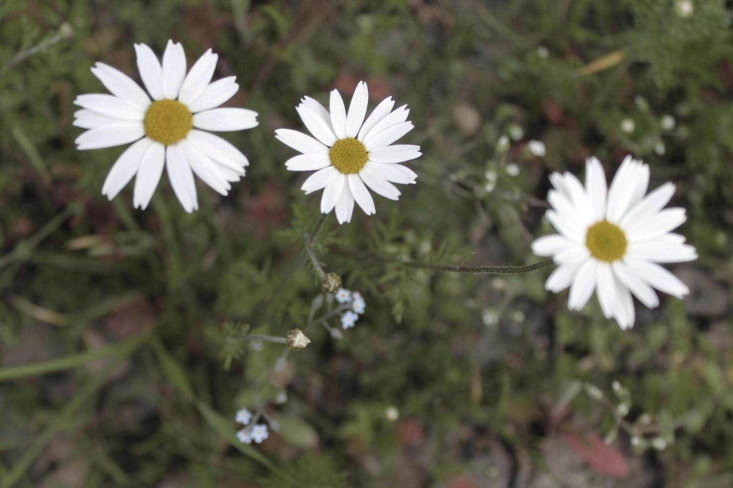 early spring flowers photo