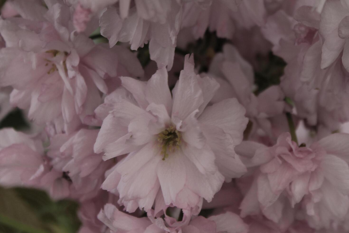 early spring flowers photo