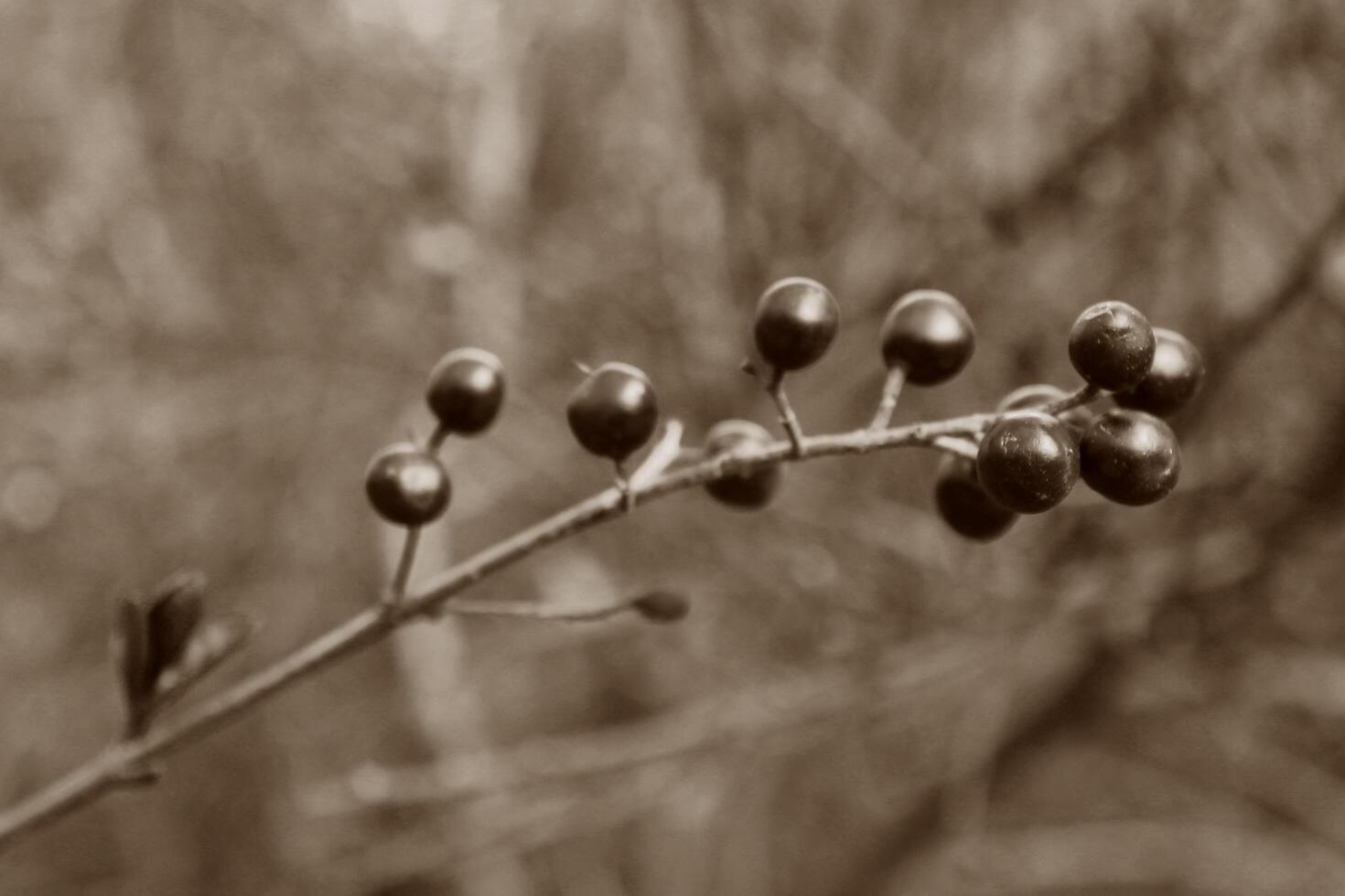 spring plant photo