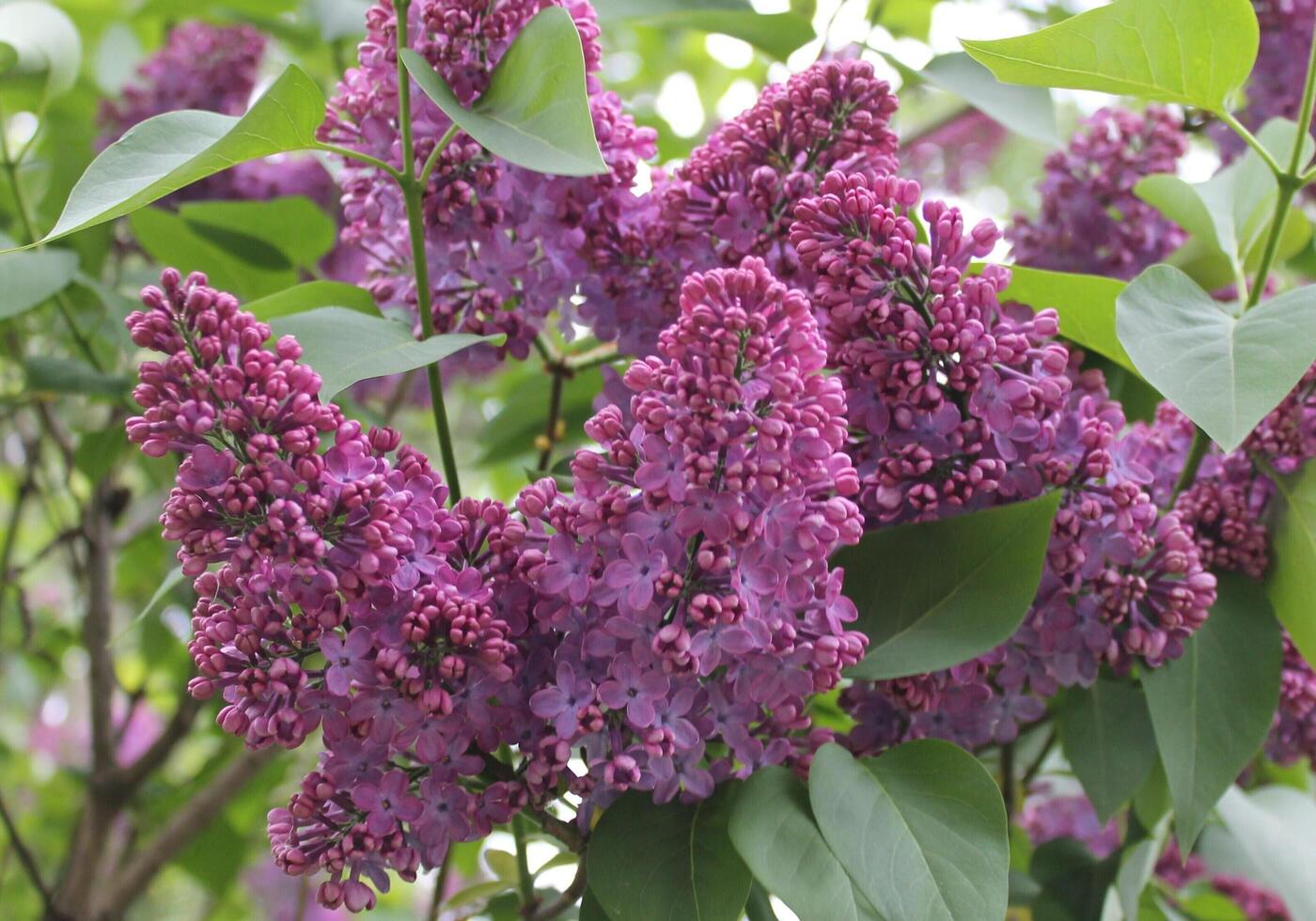 early spring flowers photo
