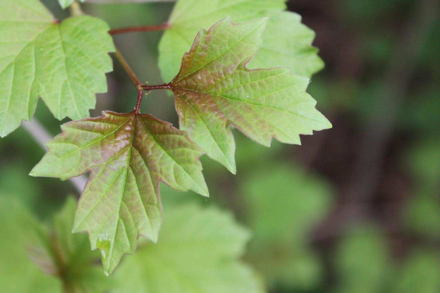 early spring plants photo