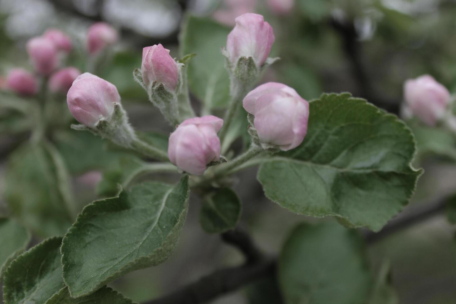 early spring flowers photo